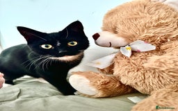 European cats for sale: 1 kitten for sale  - Image 7