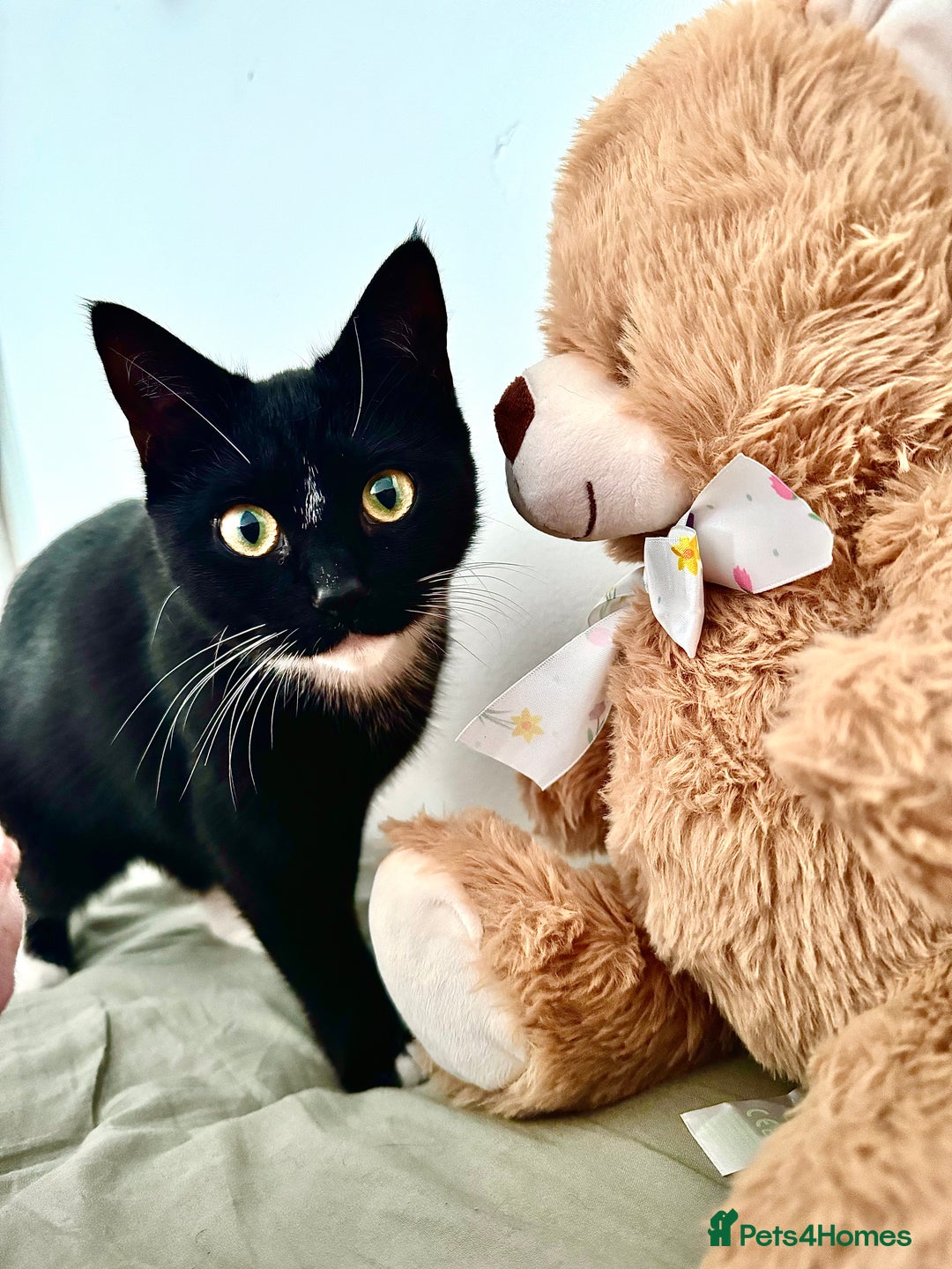 European cats for sale: 1 kitten for sale  - Image 7