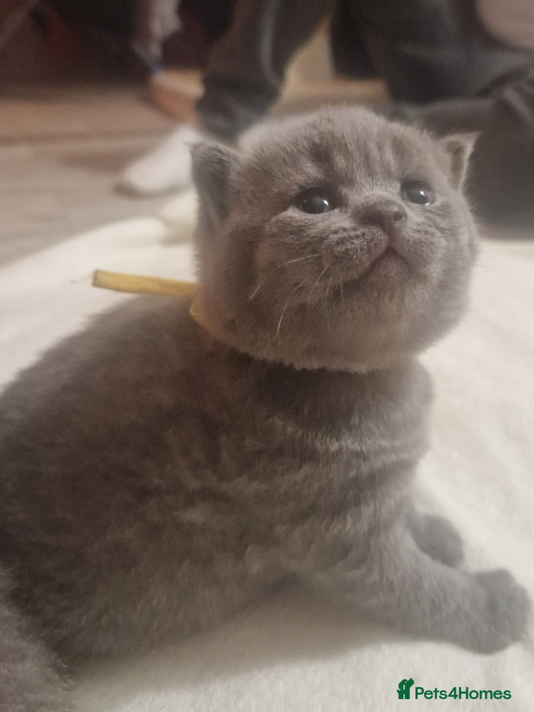 British Shorthair cats for sale:  Gccf British shorthair kittens champion lines 🏆 - Advert 9