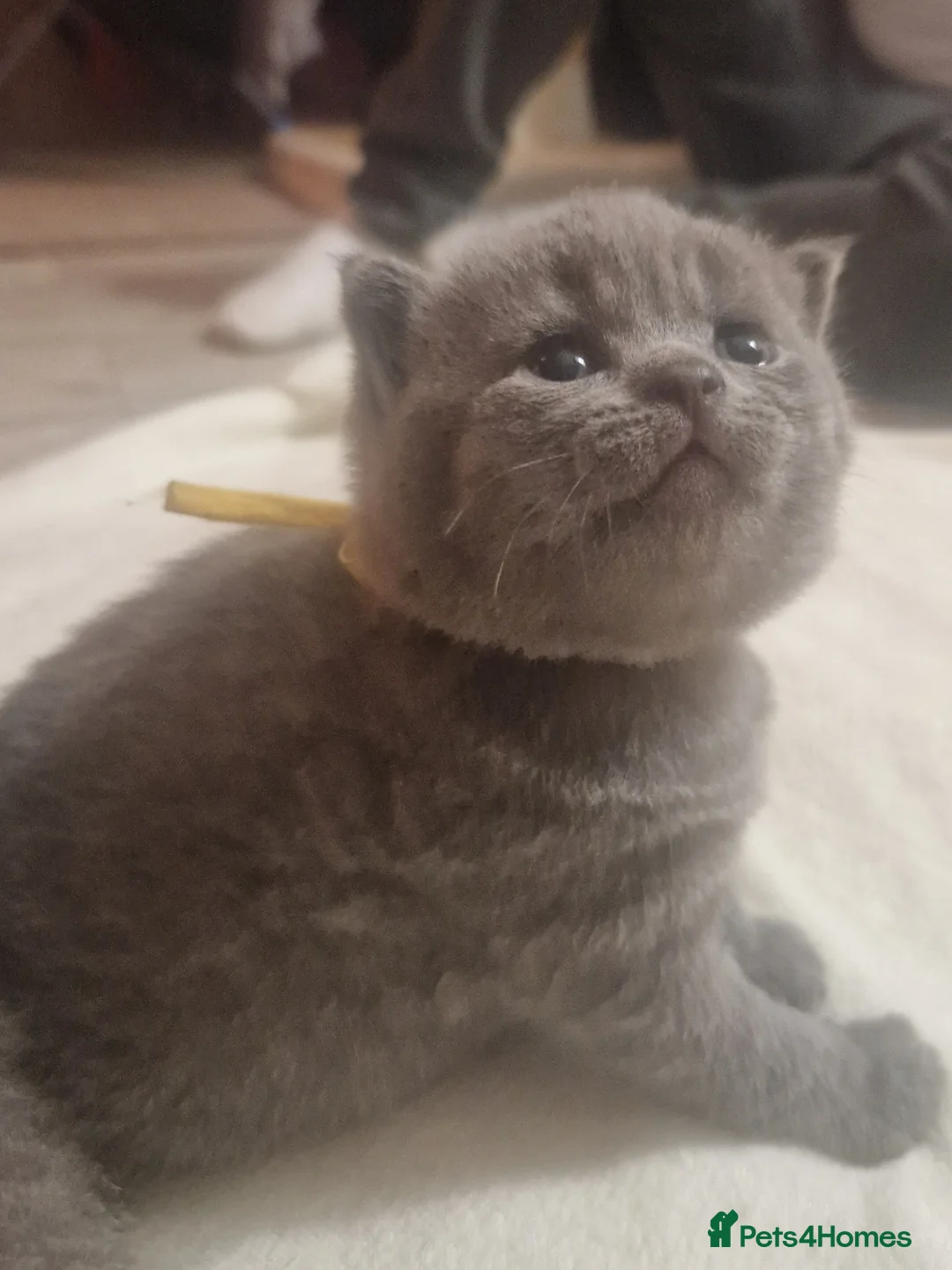 British Shorthair cats for sale:  Gccf British shorthair kittens champion lines 🏆 - Advert 13