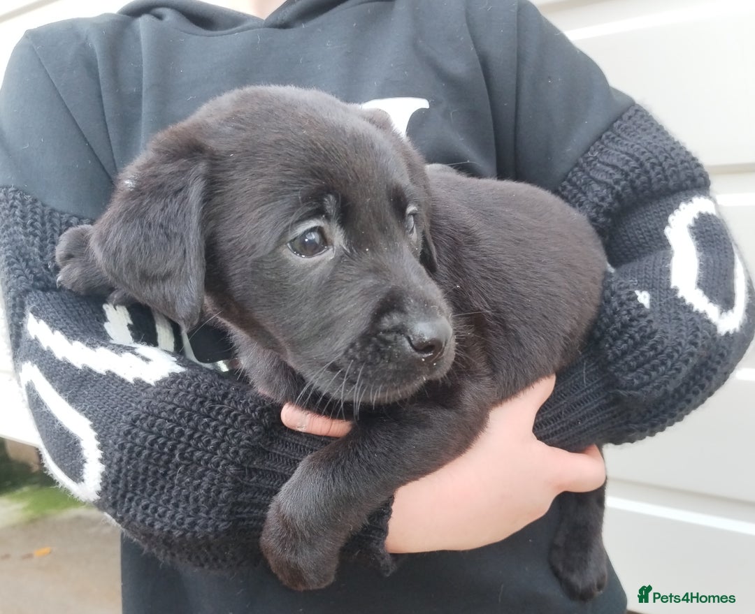 Labrador Retriever dogs for sale: Labrador puppies  - Advert 11