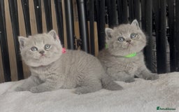 British Shorthair cats for sale: Absolutely beautiful BSH kittens  - Image 30
