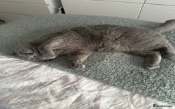 British Shorthair cats for sale: Female British shorthair cat  - Image 2