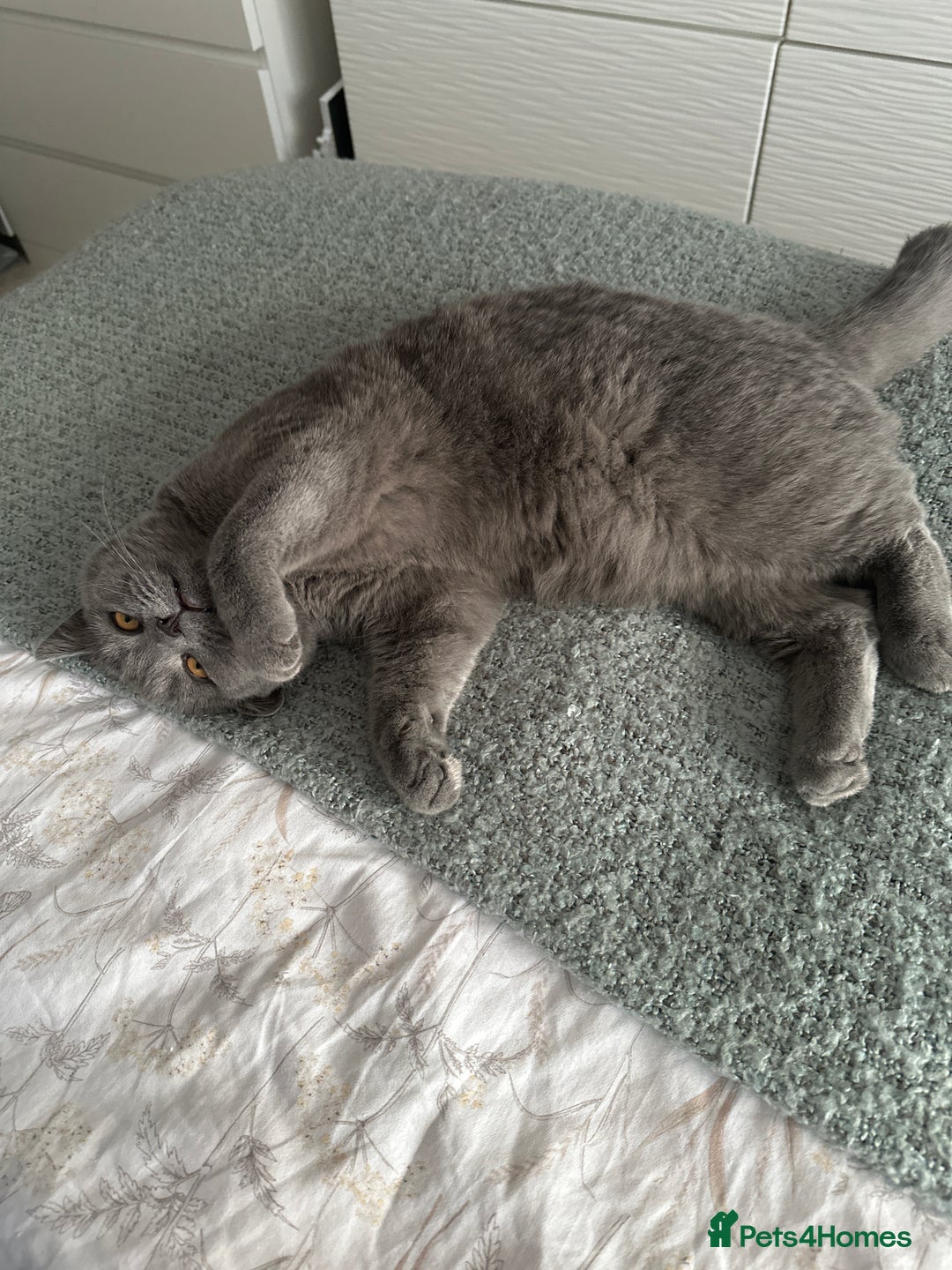British Shorthair cats for sale: Female British shorthair cat  - Image 2