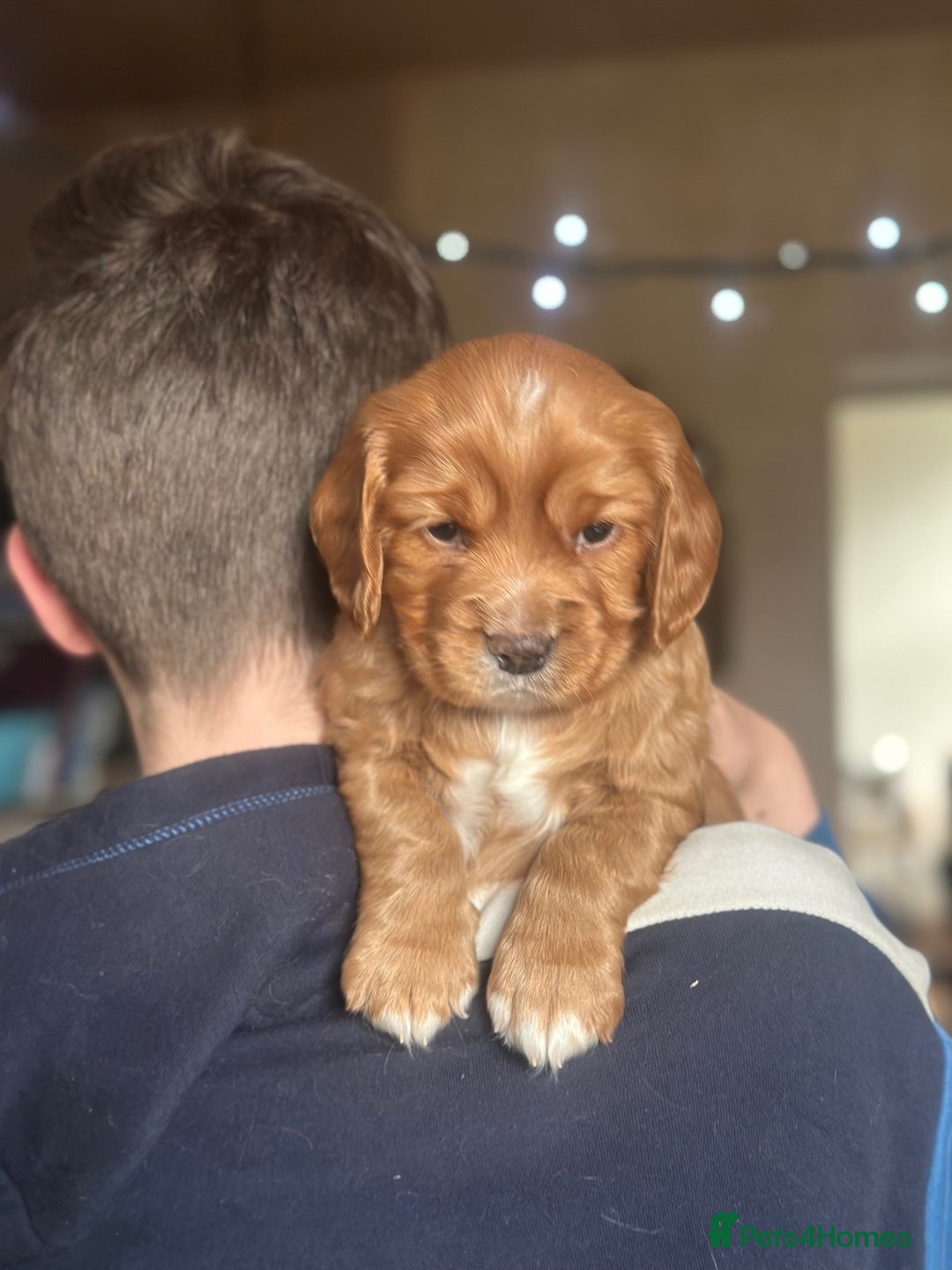 Mixed Breed dogs for sale: Golden Red Cockalier Puppies 1x boy 1x girl  - Advert 12