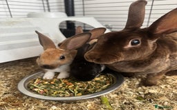 Rex rabbits for sale: Baby rex rabbits  - Image 6
