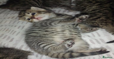 RagaMuffin cats - Advert 13