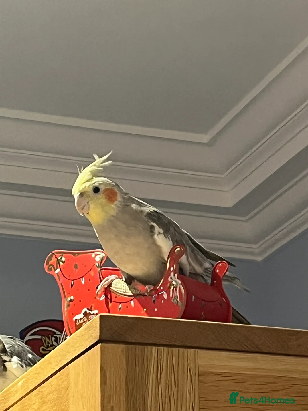 Cockatiels birds for sale: Two cocktails 18 months  - Advert 1