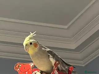 Cockatiels birds Two cocktails 18 months - Advert 1