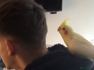 Cockatiels birds Hand tame cockateil - Advert 2