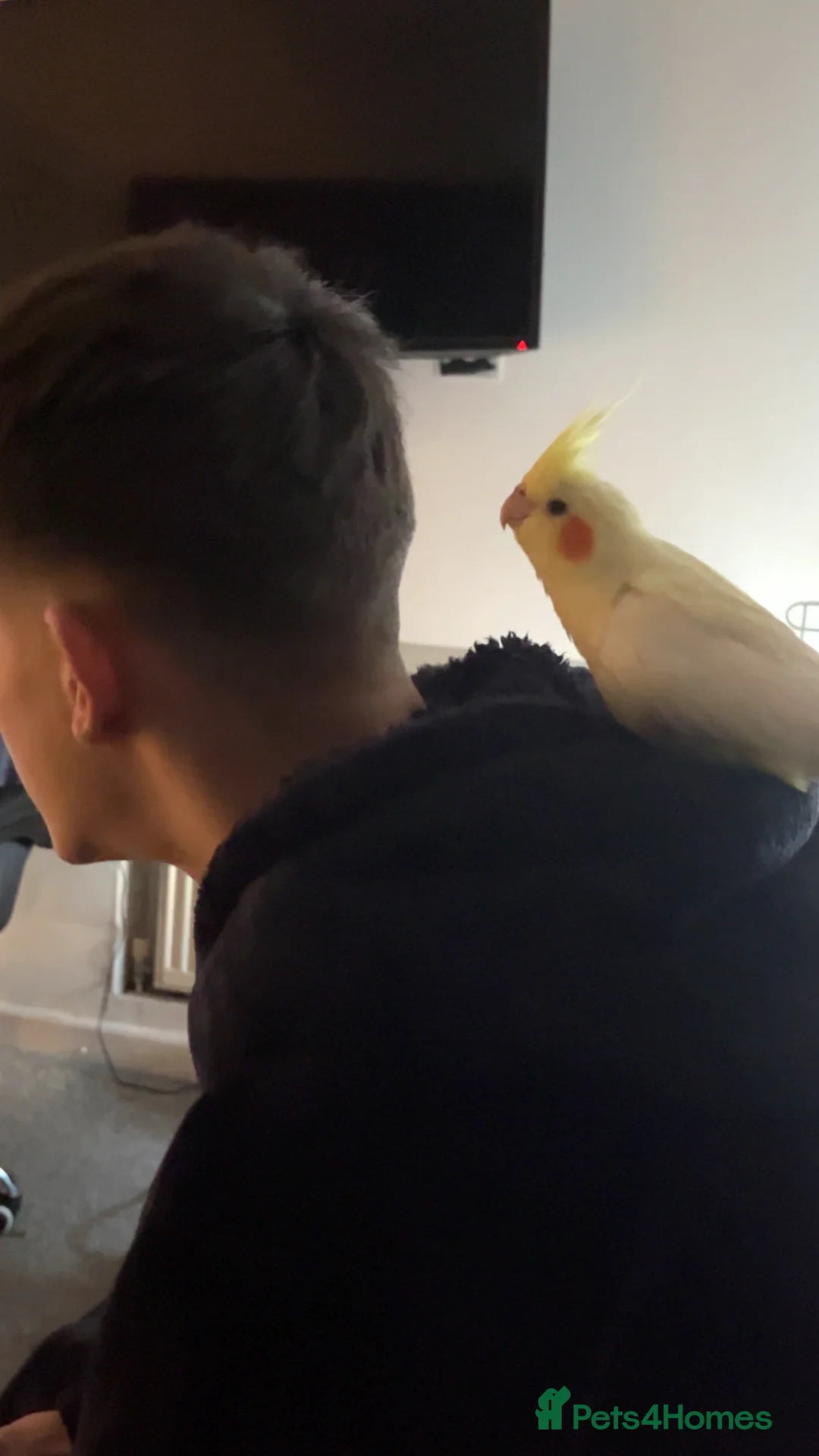 Cockatiels birds for sale: Hand tame cockateil - Advert 1