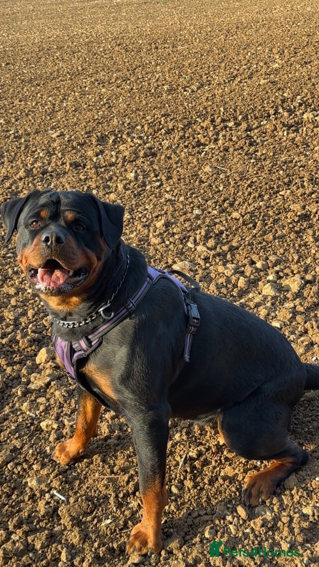 Rottweiler dogs Rottweiler pups - Advert 2