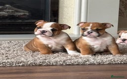 English Bulldog dogs for sale: English bulldog puppies  - Image 26