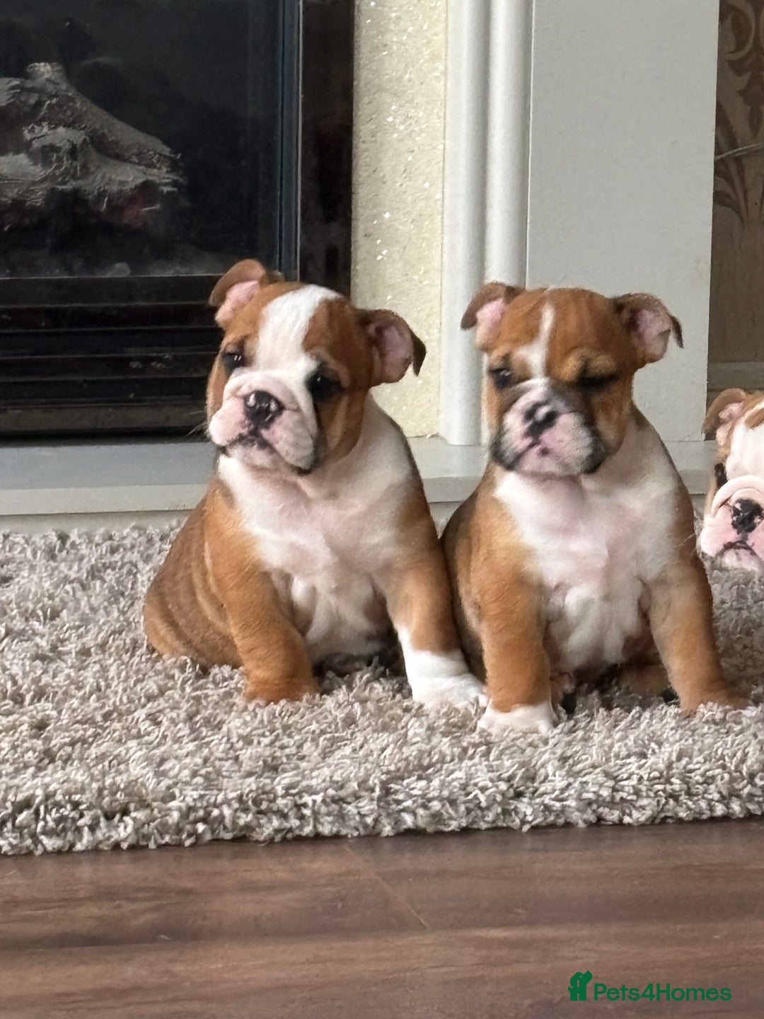 English Bulldog dogs for sale: English bulldog puppies  - Image 26