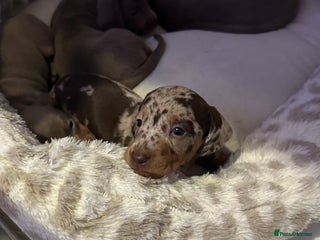 Miniature Dachshund dogs Rainbow minture Dashounds - Advert 9