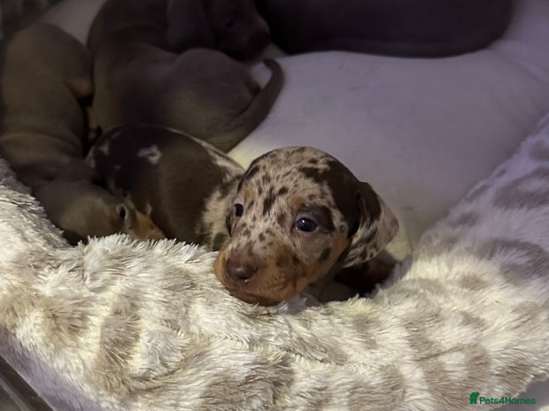 Miniature Dachshund dogs Rainbow minture Dashounds - Advert 4