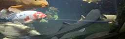 Koi Carp fish for sale: Large Koi Carp for Sale – Approx. 20"  - Advert 6