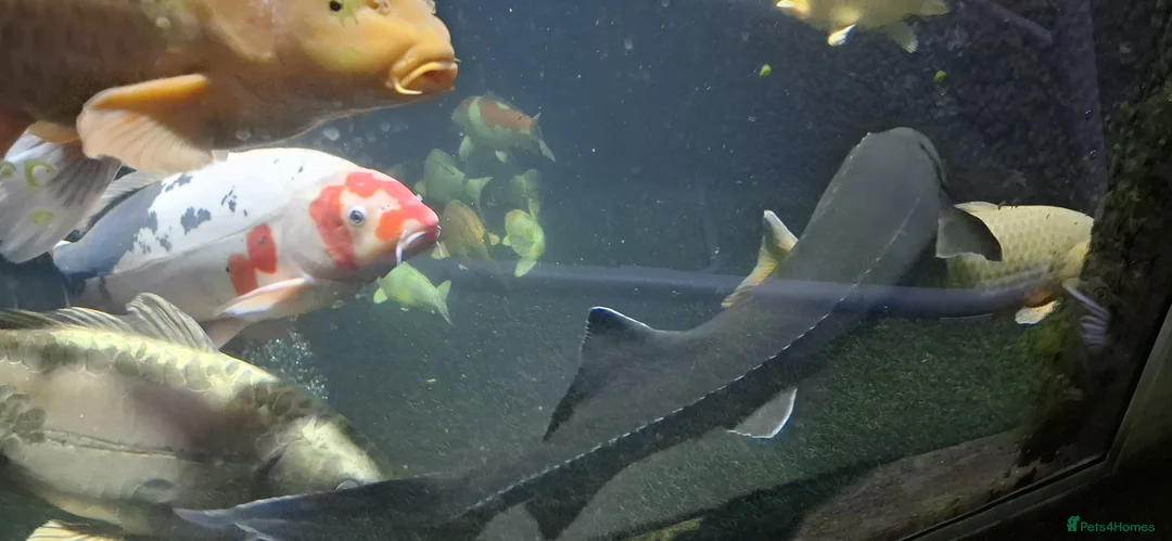 Koi Carp fish for sale: Large Koi Carp for Sale – Approx. 20"  - Advert 6