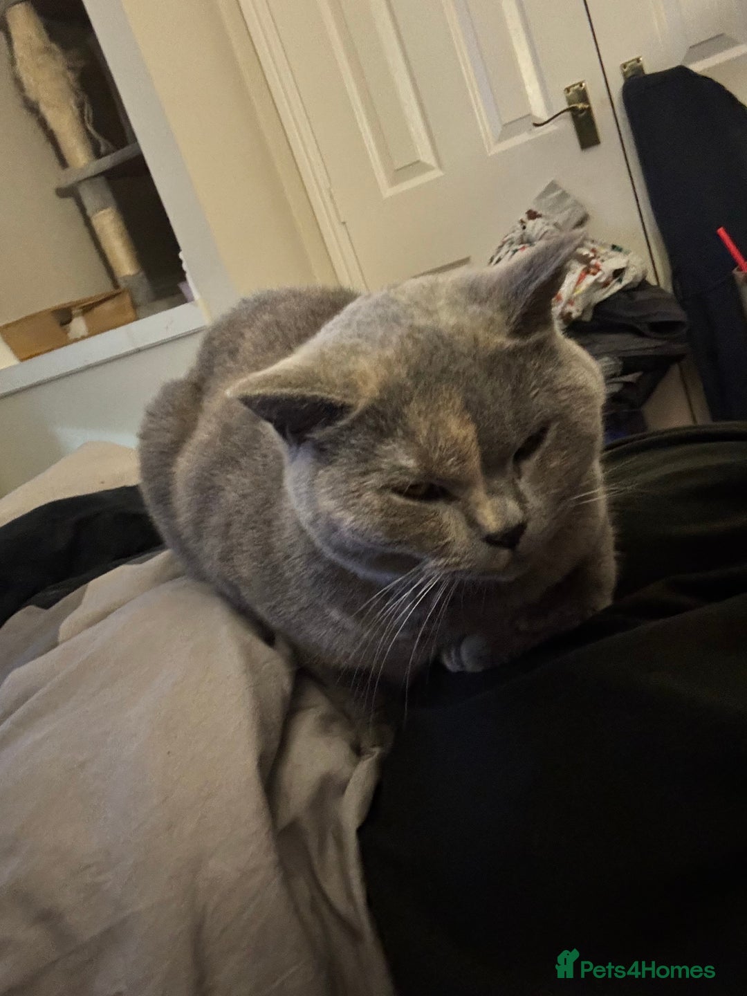 British Shorthair cats for sale: The Beautiful Bella - Image 3