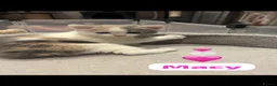 Mixed Breed cats for sale: 4 Beautiful kittens🩷🩵 - Advert 16