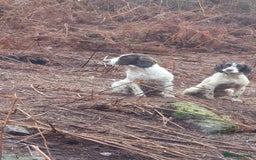 English Springer Spaniel dogs for sale: 2 Lovely Male Springer Spaniels - Image 29