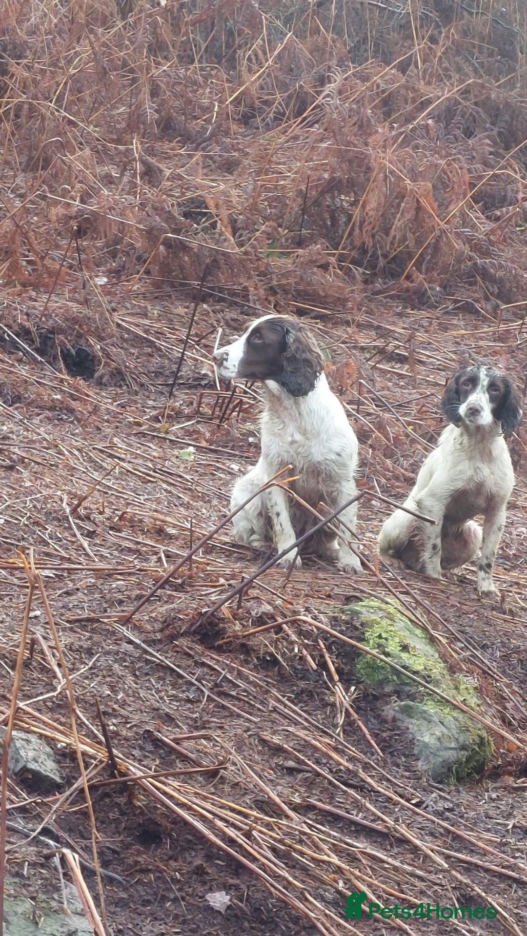English Springer Spaniel dogs for sale: 2 Lovely Male Springer Spaniels - Image 29