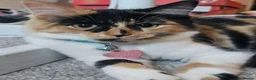 Mixed Breed cats for sale: Adorable and Friendly Kittens in Hungerford - Advert 1