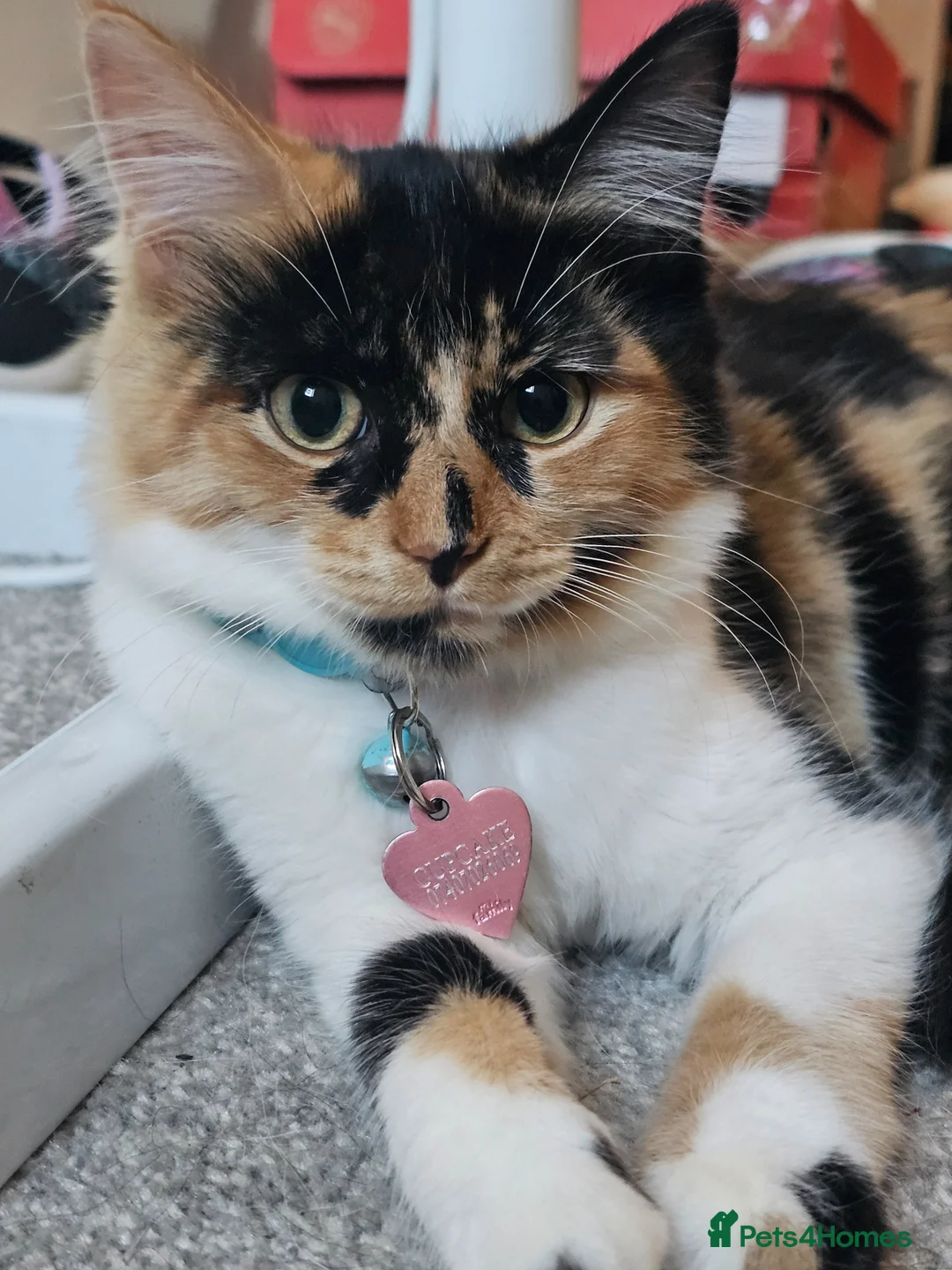 Mixed Breed cats for sale: Adorable and Friendly Kittens in Hungerford - Advert 1