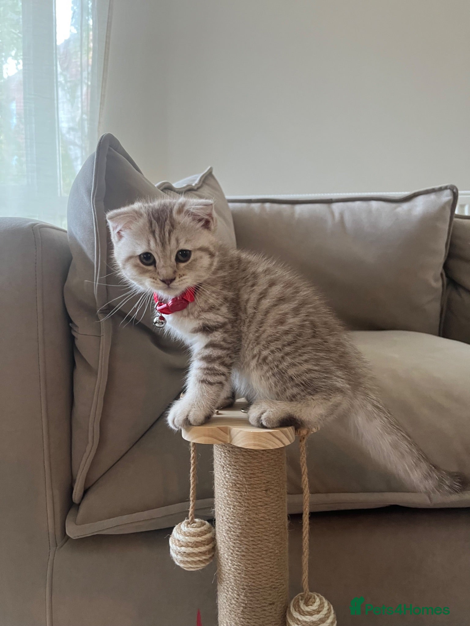 Mixed Breed cats Brown striped British shorthair x Scottish fold  - Advert 1