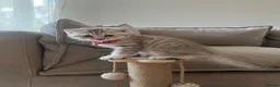 Mixed Breed cats for sale: Brown striped British shorthair x Scottish fold  in London - Advert 1