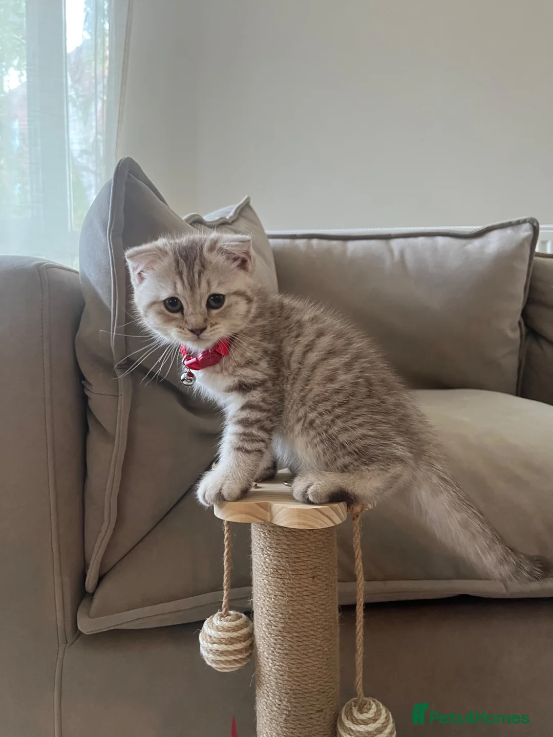 Mixed Breed cats for sale: Brown striped British shorthair x Scottish fold  in London - Advert 1