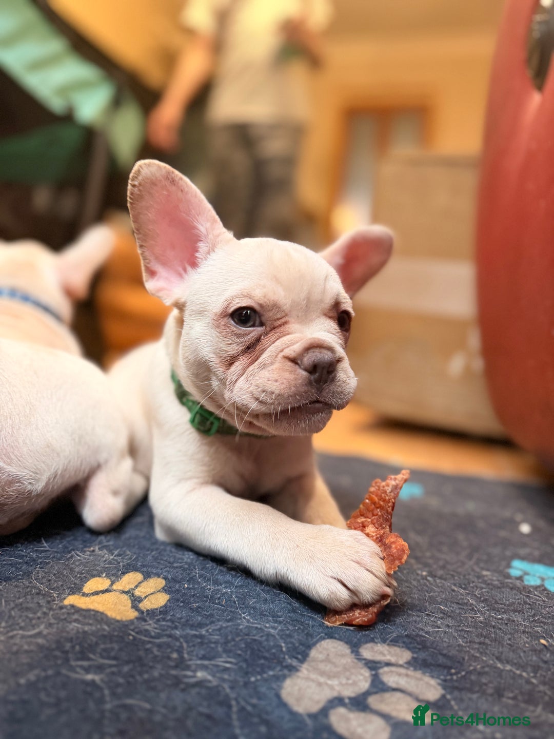 French Bulldog dogs for sale: Beautiful French Bulldog Puppies - Advert 26