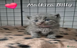 British Shorthair cats for sale: Stunning Champion Bloodline TICA reg kittens - Image 3
