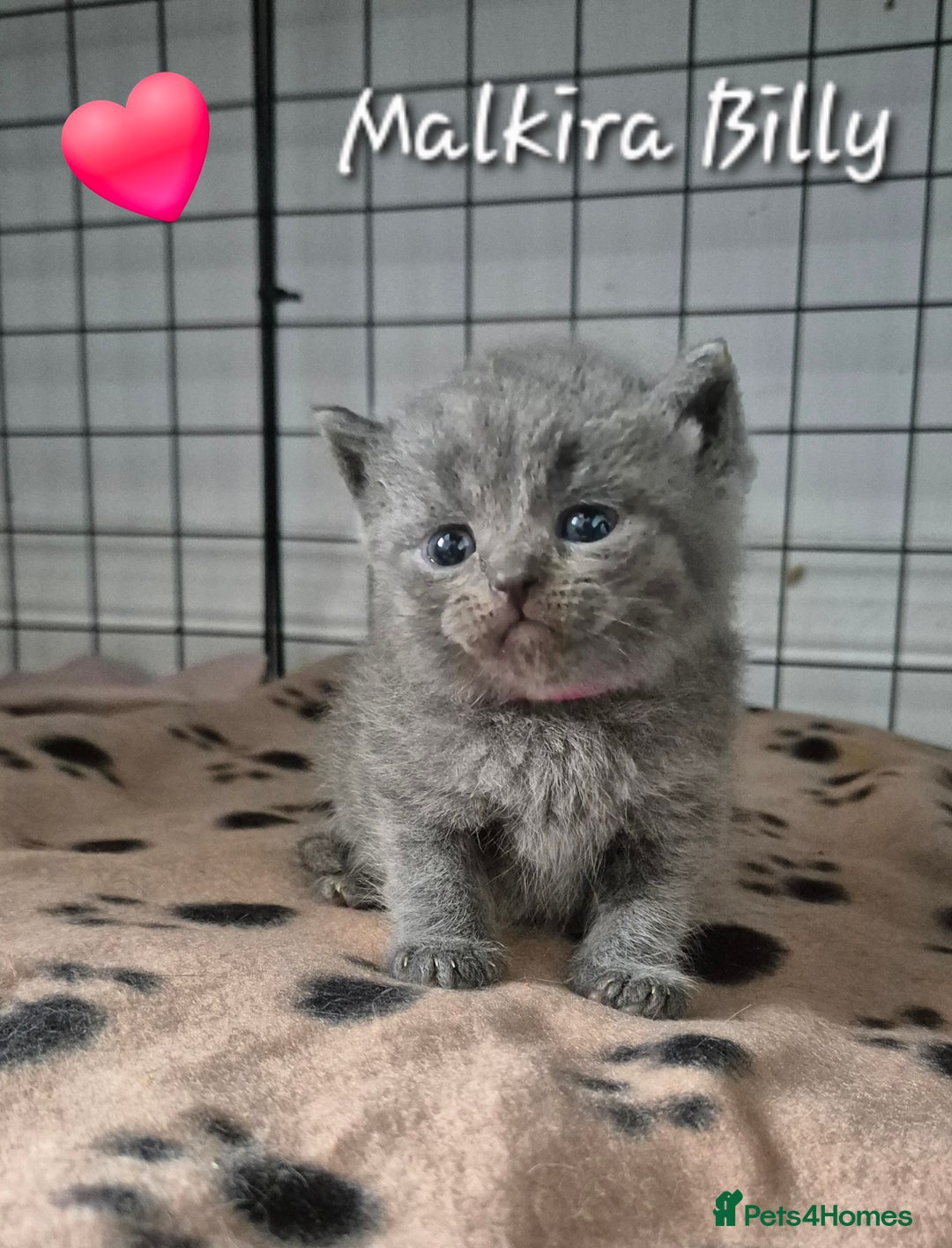British Shorthair cats for sale: Stunning Champion Bloodline TICA reg kittens - Image 3