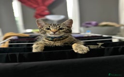 Mixed Breed cats for sale: Loving Hedvig Looking for a New Home ✨ - Advert 6