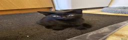 Mixed Breed cats for sale: 3 Playful Black Brother Kittens Looking for Homes - Advert 20