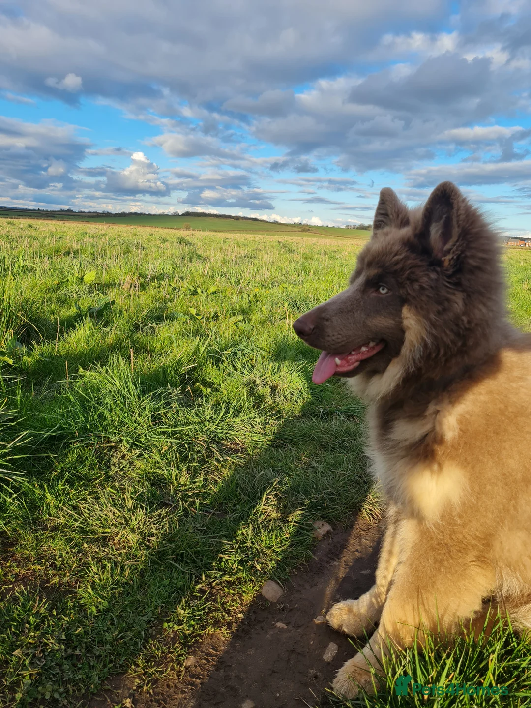 German Shepherd dogs for sale: Meet Sixty. Our Beautiful Isabella German Shepherd - Advert 26