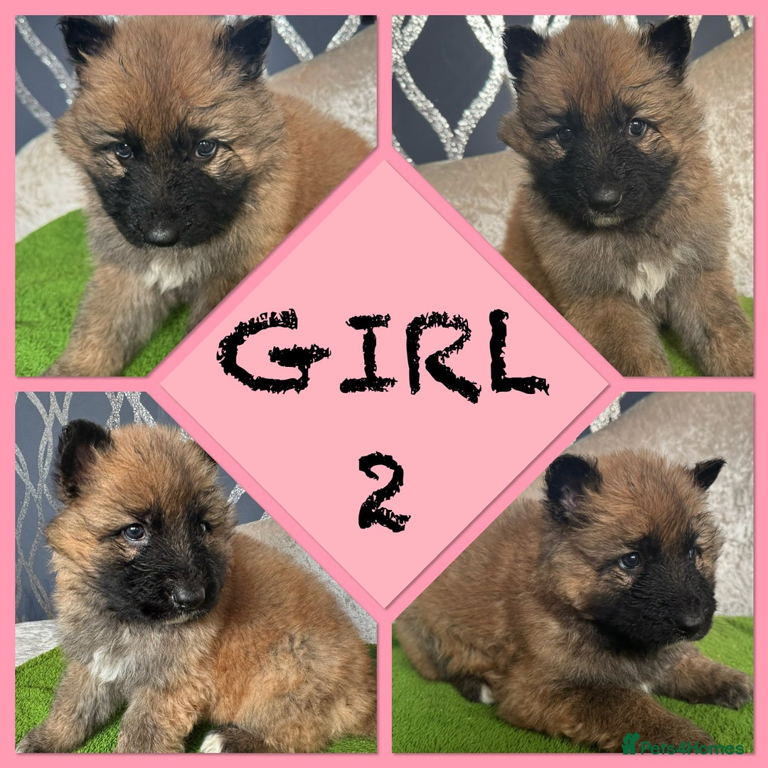 German Shepherd dogs for sale: German shepherds - Advert 6