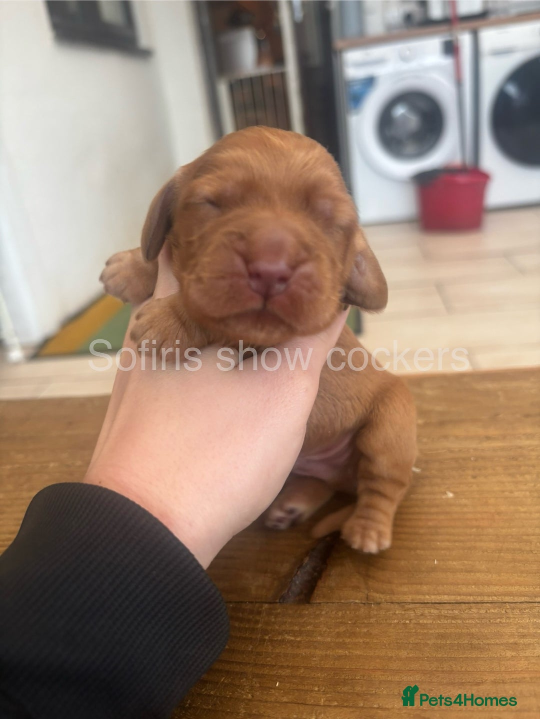Cocker Spaniel dogs for sale: Last show boy remaining  - Image 7