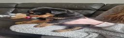Rottweiler dogs for sale: Stunning chunky Rothwell puppies in Kidderminster - Advert 8
