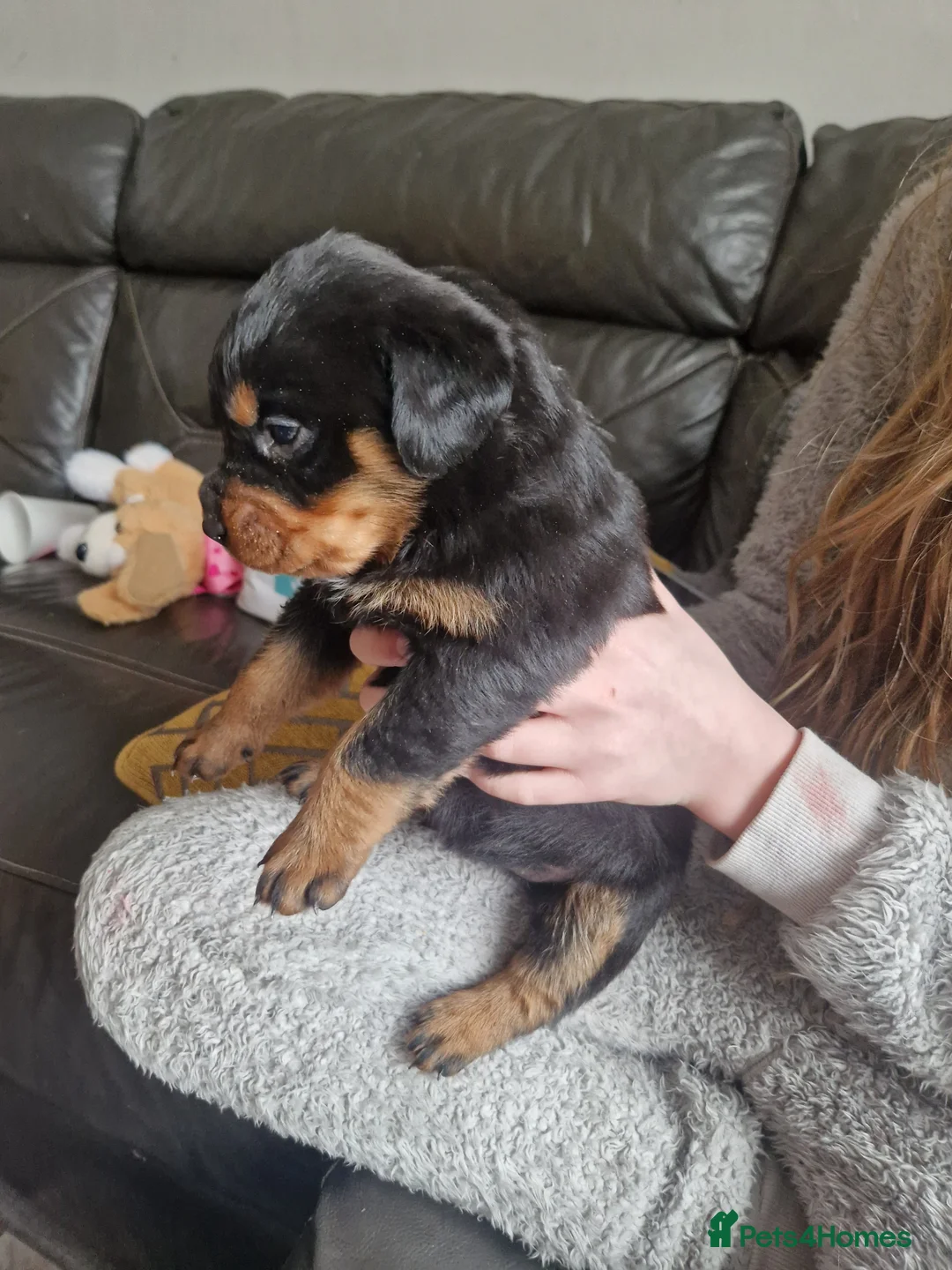 Rottweiler dogs for sale: Stunning chunky Rothwell puppies in Kidderminster - Advert 8