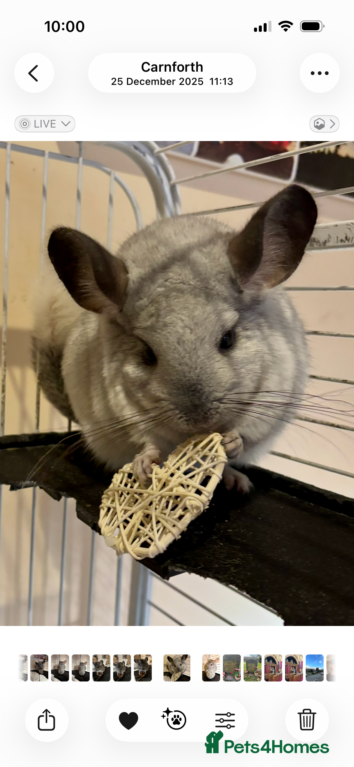 Chinchilla rodents 3 lovely chinchillas, 18 months old, with cage in Carnforth - Advert 3