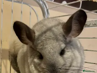 Chinchilla rodents 3 lovely chinchillas, 18 months old, with cage in Carnforth - Advert 3