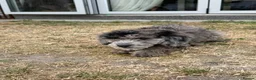 Cockapoo dogs for sale: *LAST 3 LEFT READY TO LEAVE*F1B Cockapoos🐶 - Advert 26