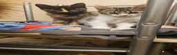 Mixed Breed cats for sale: Mixed breed - Advert 5