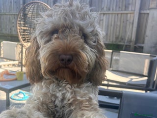 Cockapoo dogs - Advert 15