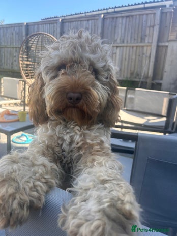 Cockapoo dogs - Advert 10