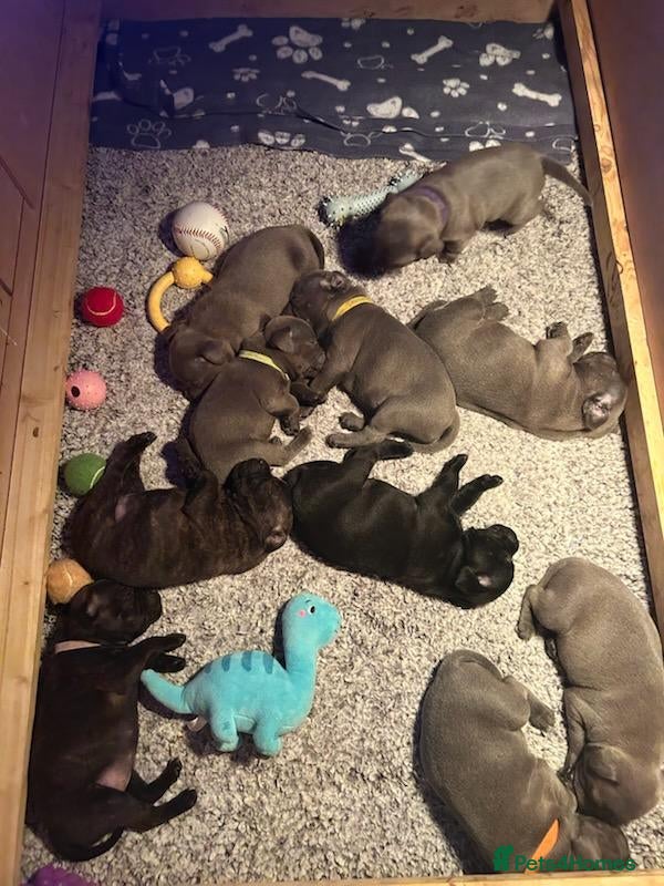 Staffordshire Bull Terrier dogs KC Registered Staffordshire Bull Terrier Puppies - Advert 3