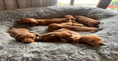 Dachshund dogs - Advert 6