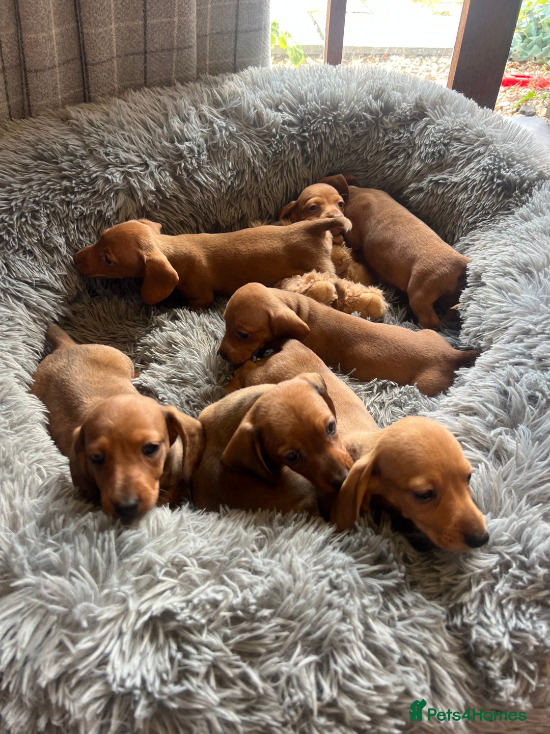 Dachshund dogs for sale: Dachshund Puppies  - Image 2